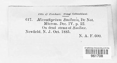 Muyocopron smilacis image